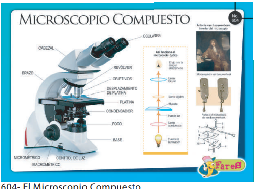 LAMINAS EDUCATIVAS EL MICROSCOPIO