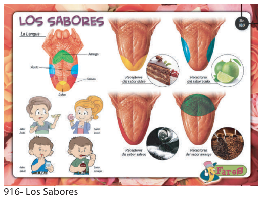 LAMINAS EDUCATIVAS LOS SABORES