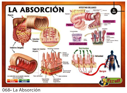 Lamina Educativa La Absorcion