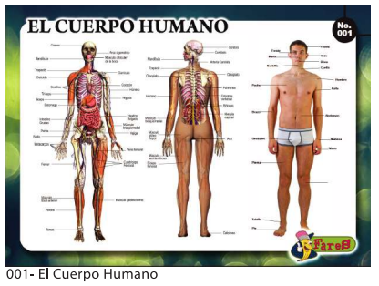 [F01] LAMINA EDUCATIVA EL CUERPO HUMANO