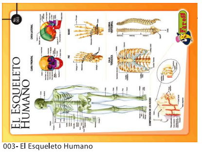[F03] LAMINA EDUCATIVA EL ESQUELETO HUMANO