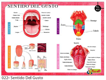 [F22] LAMINAS EDUCATIVAS  SENTIDO DEL GUSTO