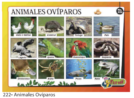 [F222] LAMINAS EDUCATIVAS ANIMALES OVIPAROS