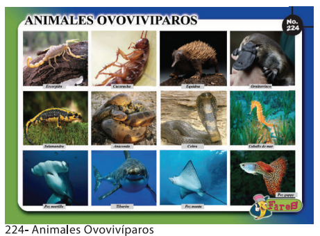 [F224] LAMINAS EDUCATIVAS ANIMALES OVOVIVIPAROS