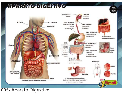 [F05] LAMINAS EDUCATIVAS APARATO DIGESTIVO