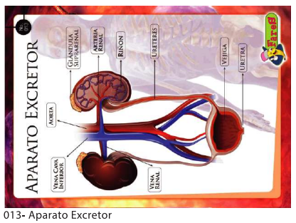 [F13] LAMINAS EDUCATIVAS APARATO EXCRETOR