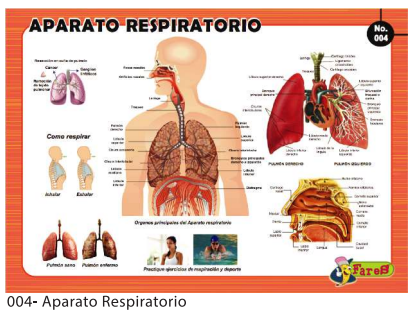 [F04] LAMINAS EDUCATIVAS APARATO RESPIRATORIO