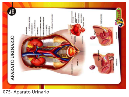 [F75] LAMINAS EDUCATIVAS APARATO URINARIO