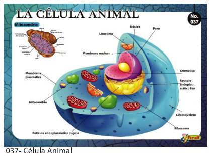 [F37] LAMINAS EDUCATIVAS CELULA ANIMAL