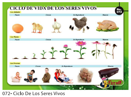 [F72] LAMINAS EDUCATIVAS CICLO DE VIDA DE LOS SERES VIVOS