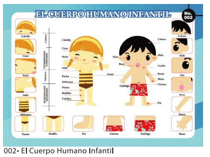 [F02] LAMINAS EDUCATIVAS CUERPO HUMANO INFANTIL