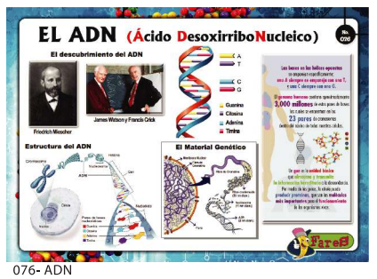 [F76] LAMINAS EDUCATIVAS EL ADN