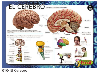 [F10] LAMINAS EDUCATIVAS EL CEREBRO