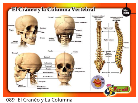 [F89] LAMINAS EDUCATIVAS EL CRANEO Y LA COLUMNA