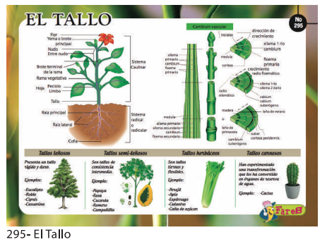 [F295] LAMINAS EDUCATIVAS EL TALLO