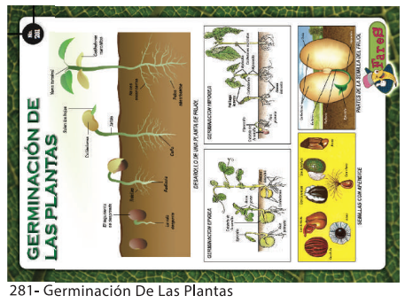 [F281] LAMINAS EDUCATIVAS GERMINACION DE LAS PLANTAS