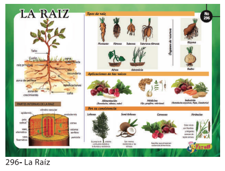 [F296] LAMINAS EDUCATIVAS LA RAIZ