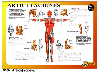 [F69] LAMINAS EDUCATIVAS LAS ARTICULACIONES