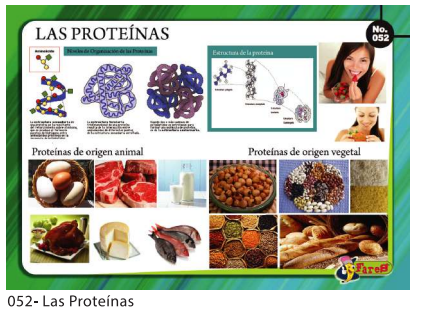 [F52] LAMINAS EDUCATIVAS LAS PROTEINAS
