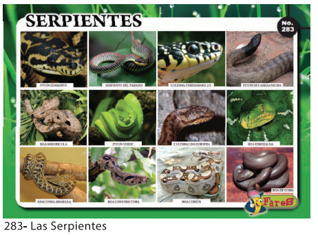 [F283] LAMINAS EDUCATIVAS LAS SERPIENTES