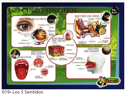 [F19] LAMINAS EDUCATIVAS LOS 5 SENTIDOS