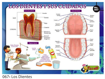 [F67] LAMINAS EDUCATIVAS LOS DIENTES