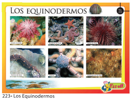 [F223] LAMINAS EDUCATIVAS LOS EQUINODERMOS