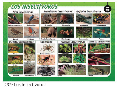 [F232] LAMINAS EDUCATIVAS LOS INSECTIVOROS
