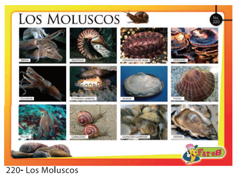 [F220] LAMINAS EDUCATIVAS LOS MOLUSCOS