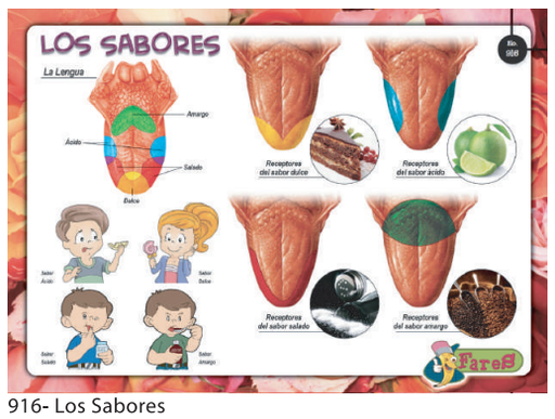 [F916] LAMINAS EDUCATIVAS LOS SABORES