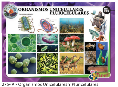 [F275-A] LAMINAS EDUCATIVAS ORGANISMOS UNICELULARES Y PLURICELULARES