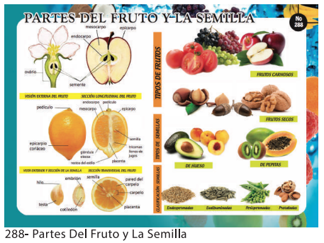 [F288] LAMINAS EDUCATIVAS PARTES DEL FRUTO Y LA SEMILLA