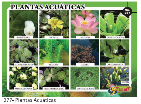 [F277] LAMINAS EDUCATIVAS PLANTAS ACUATICAS