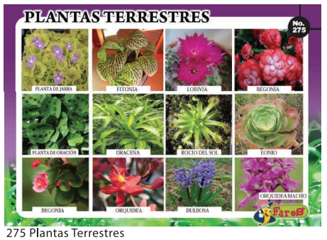 [F275] LAMINAS EDUCATIVAS PLANTAS TERRESTRES