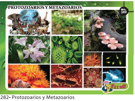 [F282] LAMINAS EDUCATIVAS PROTOOARIOS Y METAZOARIOS