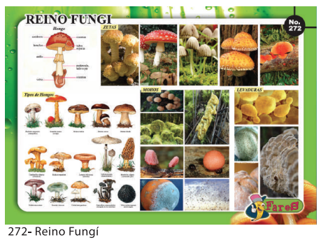 [F272] LAMINAS EDUCATIVAS REINO FUNGI