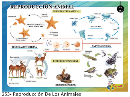 [F253] LAMINAS EDUCATIVAS REPRODUCCION DE LOS ANIMALES