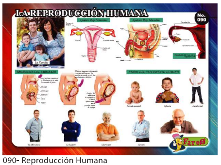 [F90] LAMINAS EDUCATIVAS REPRODUCCION HUMANA