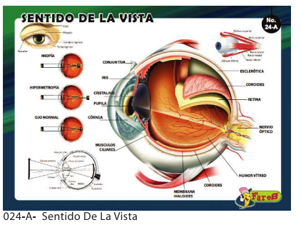 [F24-A] LAMINAS EDUCATIVAS SENTIDO DE LA VISTA