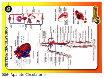 [F06] LAMINAS EDUCATIVAS SISTEMA CIRCULATORIO