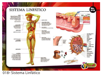 [F18] LAMINAS EDUCATIVAS SISTEMA LINFATICO