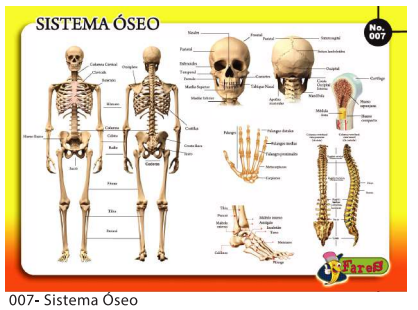 [F07] LAMINAS EDUCATIVAS SISTEMA OSEO