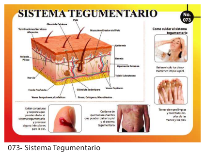 [F73] LAMINAS EDUCATIVAS SISTEMA TEGUMENTARIO