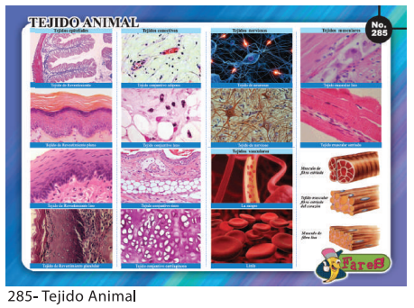 [F285] LAMINAS EDUCATIVAS TEJIDO ANIMAL