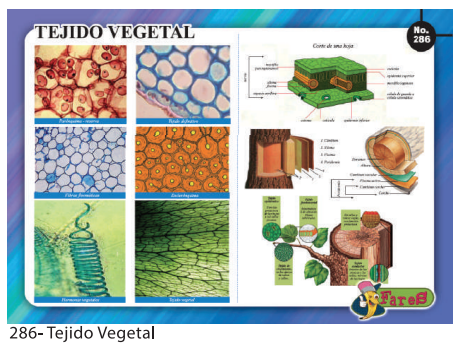 [F286] LAMINAS EDUCATIVAS TEJIDO VEGETAL