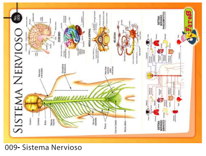 [F09] Laminas Educativas - F-9 Sistema Nervioso