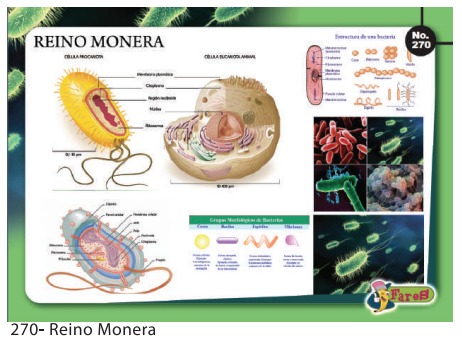 [F270] Laminas Educativas - f270 Reino Monera