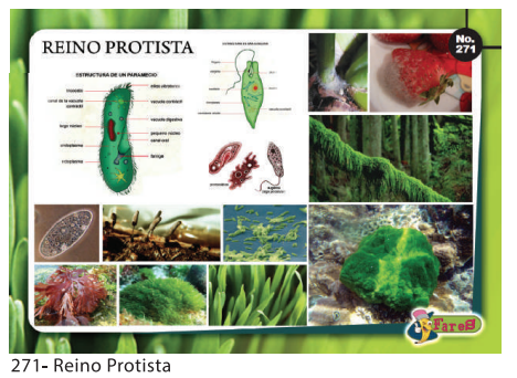 [F271] Laminas Educativas - f271 Reino protista