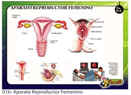 [F16] Laminas Educativas Aparato Reproductor Femenino