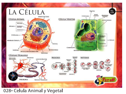 [F28] Laminas educativas  La Celula animal y vegetal